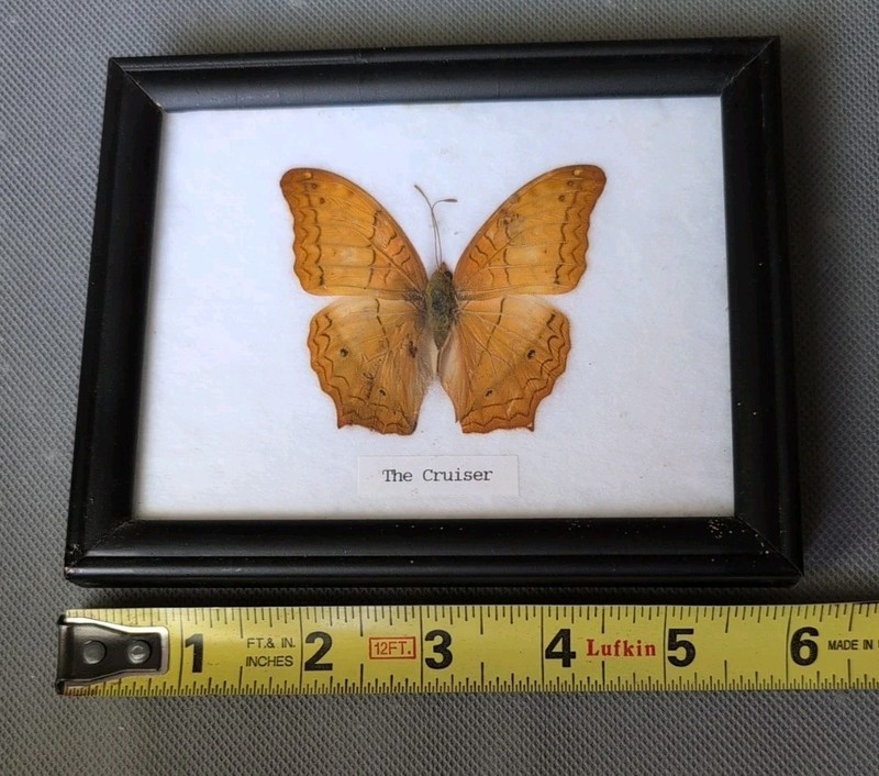 Real Framed Butterfly Wall Hanging Entomology Insect Specimen "The Cruiser"