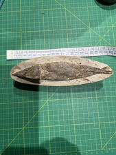 Pesce Fossile Aspidorinco Cretaceo Inferiore ,  Araripe, Brasile