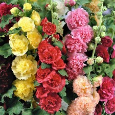 Summer Carnival Mix Hollyhock Seeds  Heirloom / Non-GMO  Free Shipping  1194
