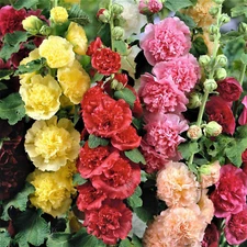 Summer Carnival Mix Hollyhock Seeds | Heirloom / Non-GMO | Free Shipping | 1194