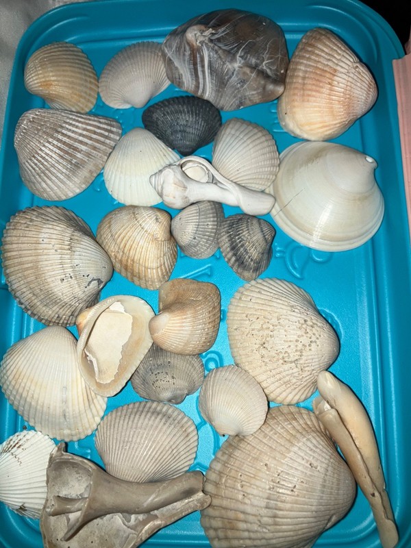 Sea Shells  71 from South West Florida Crafts Home Decor