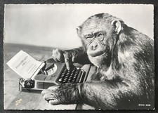 świetna stara pocztówka ze zwierzętami Zurych w Szwajcarii „Szympansin Nanette” z 1952 roku