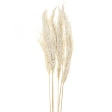 Pampasgras Deko Bouquets Trockenblumen 65-75cm 6 Stk, 6 St&uuml;ck