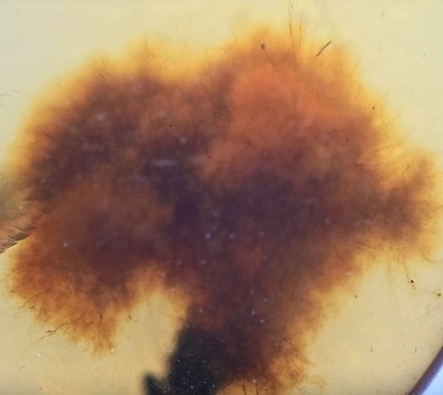 Scarce Fungal hyphae, Fossil insect inclusion in Burmese Amber