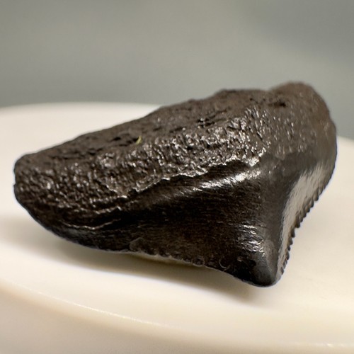 Dunkel gefärbter hinterer 1,10 Zoll fossiler Megalodon Haizahn - Horse Creek, FL - Bild 2 von 5