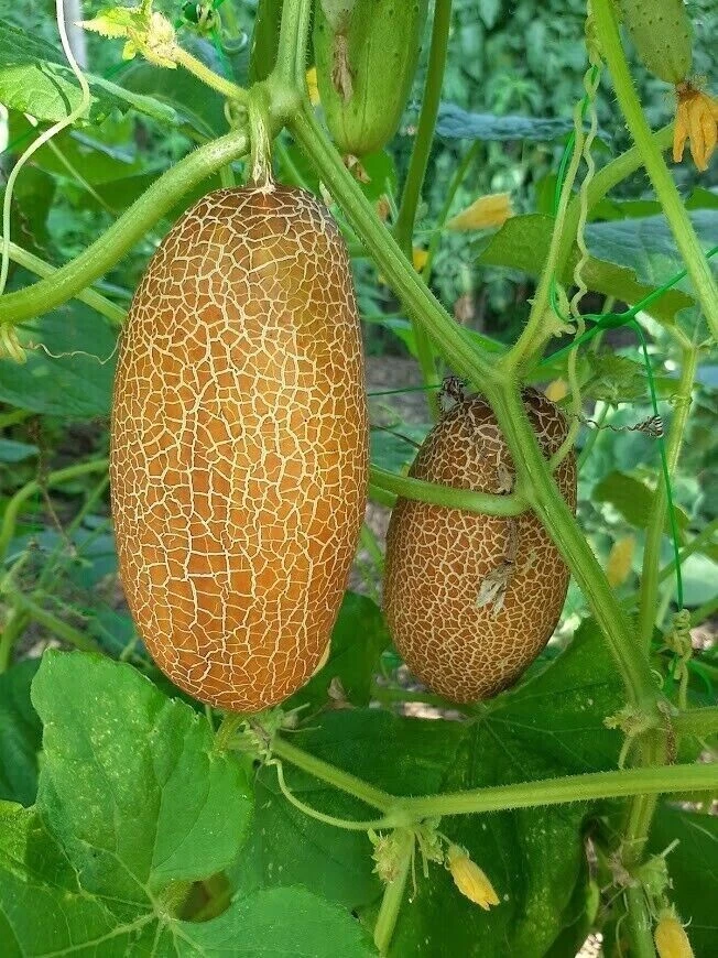EXOTIC CUCUMBER PACKAGE - EBIDLE - SORTIMENT - 5 variety - 30+ seeds Samen V 120 - Image 2 of 4