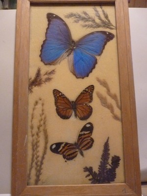 Bild 3 Tagfalter Morpho Didius Cyisyppus Heliconius  Holzrahmen 39x22 cm