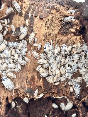 Dairy Cow Isopods Live Porcellio Laevis Bioactive Cleanup Crew
