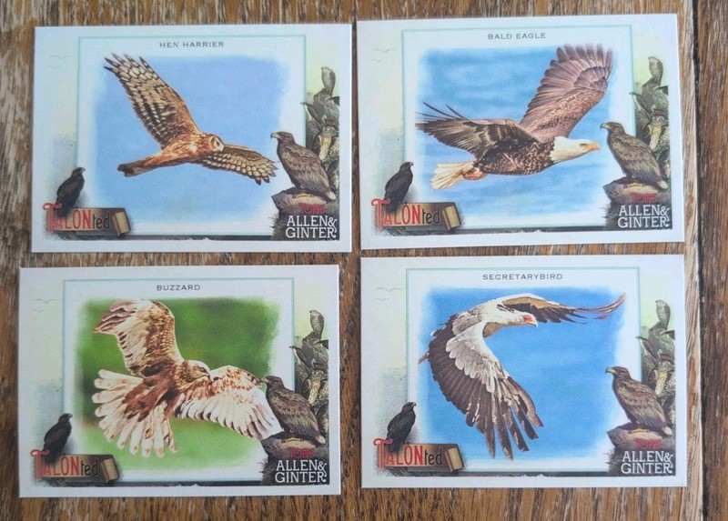 2023 Topps Allen Ginter Talonted Bird Lot X4, Harrier, Bald Eagle, Buzzard,...