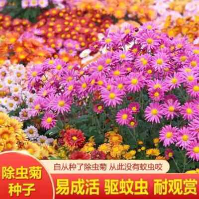 Mixed colour pyrethrum 1000 capsules 驱蚊除虫菊种子驱蚊草防蚊蝇花种子多年生花种防蚊虫花草驱蚊植物