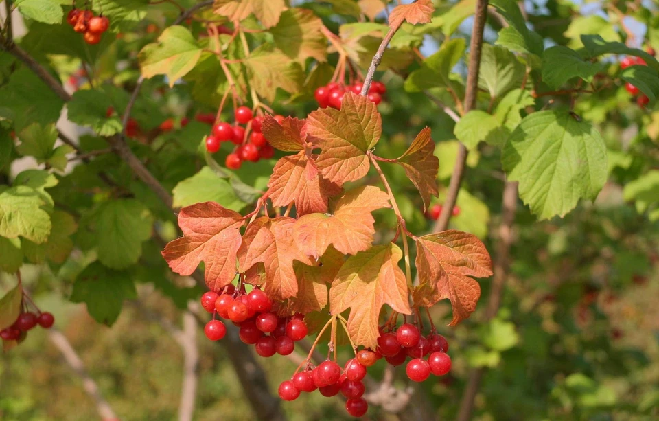 Lente YN35mm F2 1:2 AF/MF Gran Angular Fijo/Prime Lente de Enfoque Automático para Canon EF... Foto 2 de 4