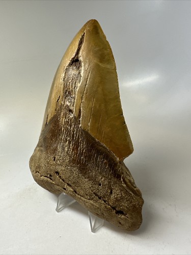 Megalodon Shark Tooth 5.82 inch - Huge - Orange Color - Authentic Fossil 16381 - Picture 2 of 8
