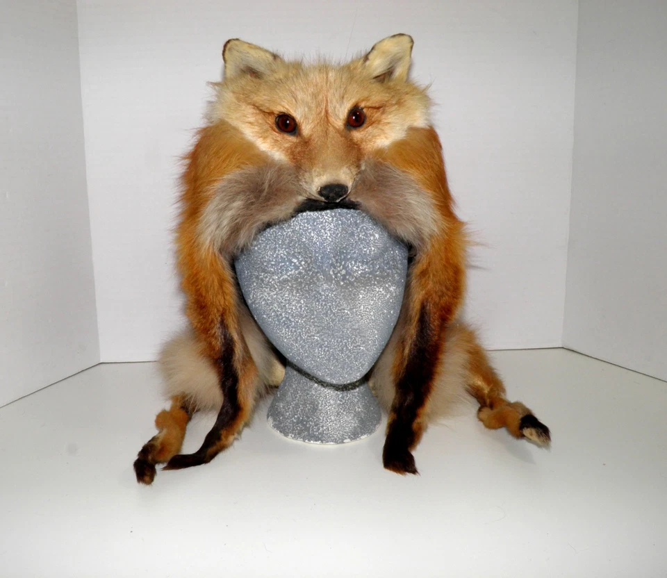 Sombrero de hombre de montaña de zorro rojo natural, sombrero de piel de trampero Rendezvous, zorro taxidermia Foto 4 de 4