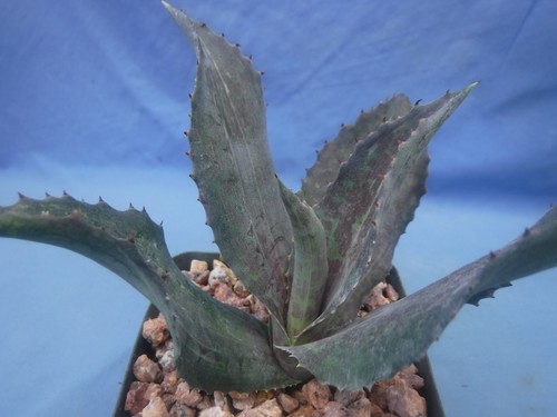 Night Owl BLACK Mangave STARTER Plant NICE Quality! 4-6" Wide! Super Dark! - 第 7/19 張圖片