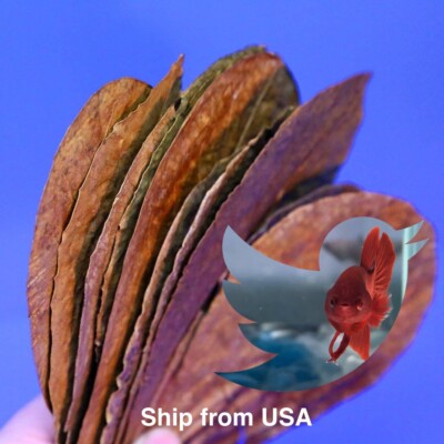50 Pcs Big Indian Almond Catappa Leaves Premium for Betta, Shrimps, Reptiles