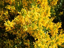 Färber-Ginster Genista tinctoria Färbepflanze Heilpflanze gegen Brustkrebs