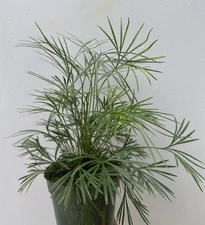 Eyelash /Ray Fern.  Actiniopteris Australis. Plant Live