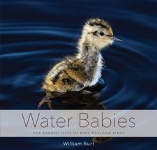 Water Babies: The Hidden Lives of Baby Wetland Birds by Burt, William