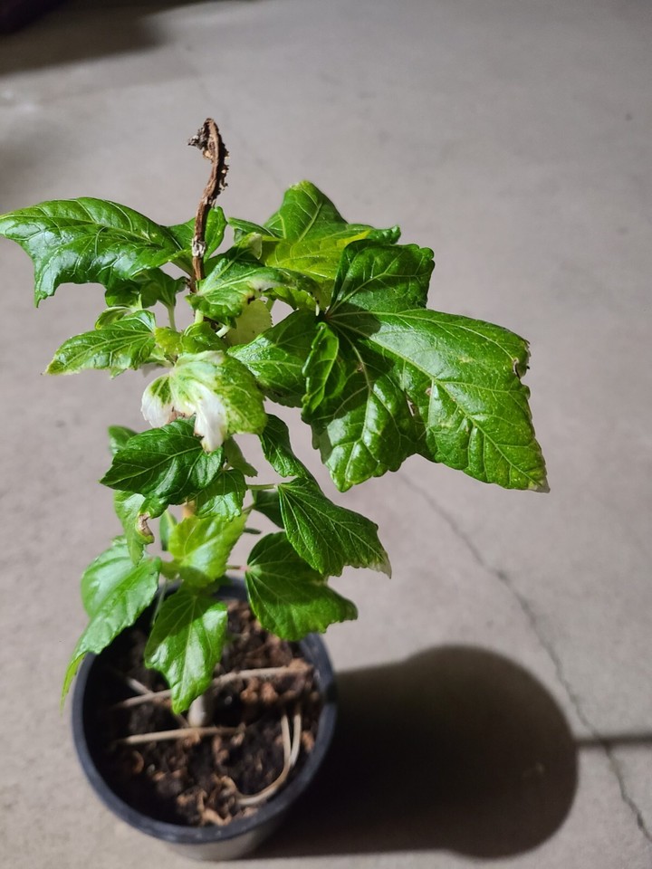 Bele Plant/South Seas Salad Tree (Abelmoschus Manihot) Edible. eBay