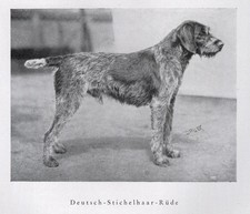 Wirehaired Pointer - CUSTOM MATTED - 1940 Vin...