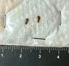 Coleoptera Carabidae, Bembidion sp - Italy, Tuscany (CB/136)