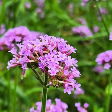 Tisane Verveine Officinale partie aérienne (Verbena officinalis L.)