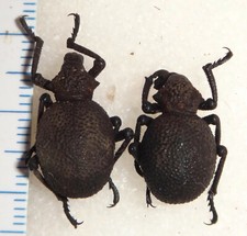 Curculionidae Brachycerus sp. Set Zambia #58F African Weevil Beetle Insect Bug