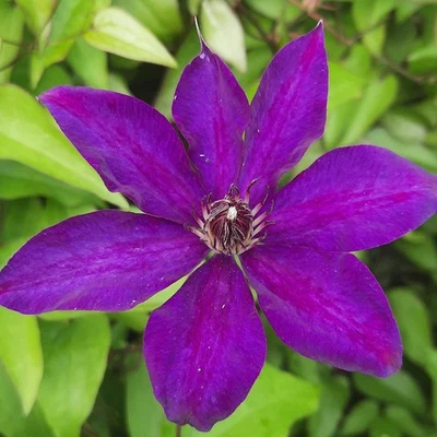 Clematis The President 1L - Für jeden Garten empfehlenswert - Bild 1 von 4