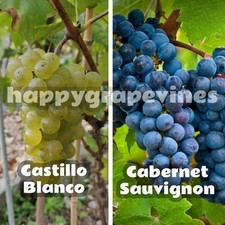 20 Grapevine Cuttings - Wine Varieties - Cabernet Sauvignon & Castillo Blanco