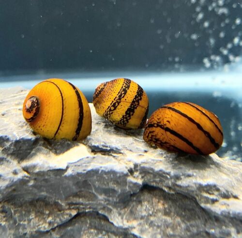 5 Premium Nerite Snails Pack (Neritina sp) Live Freshwater Snail Plants - Picture 6 of 9