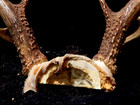 Deer Antler Rack Scull Cap 8 Point Lot F — photo 6