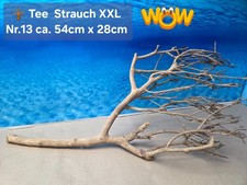 🪴 XXL Tee Strauch Aquarium Wurzel  1A Qualität 💯 Talawa Wurzel 