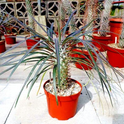 plant with licorice flavoured seeds Liquorice Seeds for Organic Growing main image 1