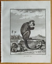 Monkey Le Sajou - Buffon Large Edition Original Engraving -  1780