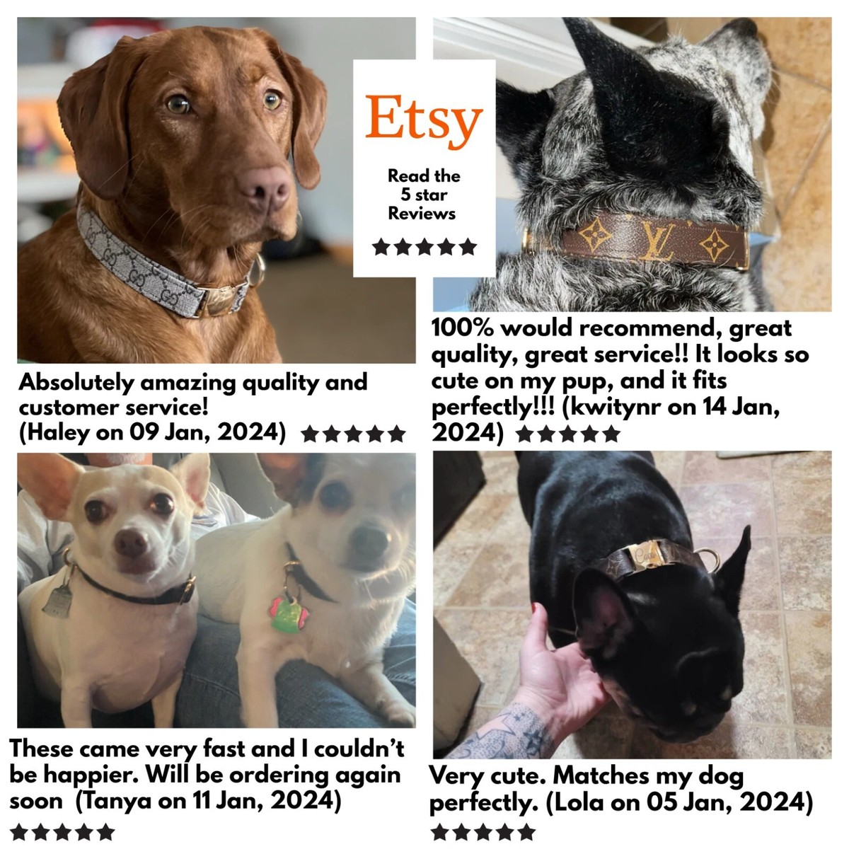 Tight Should Fitting A Dog Collar Designer Inspired Dog Collar And