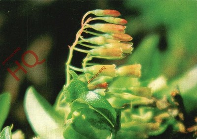 Ansichtskarte:;Blumen, Vaccinium Cylindraceum