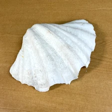 Large Decorative White Fluted Clam Shell