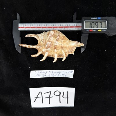 Lambis Lambis Shell 109.7mm Kenya Africa 1974 (A794)