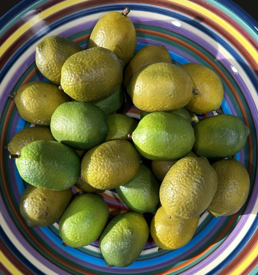 Limas artificiais falsas falsas decorativas pesadas lote de 25 frutas encenadas - Imagem 4 de 4