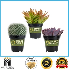 Smart Planet 3.5’’ Live Plant Assortment - 2 Succulents & 1 Cactus