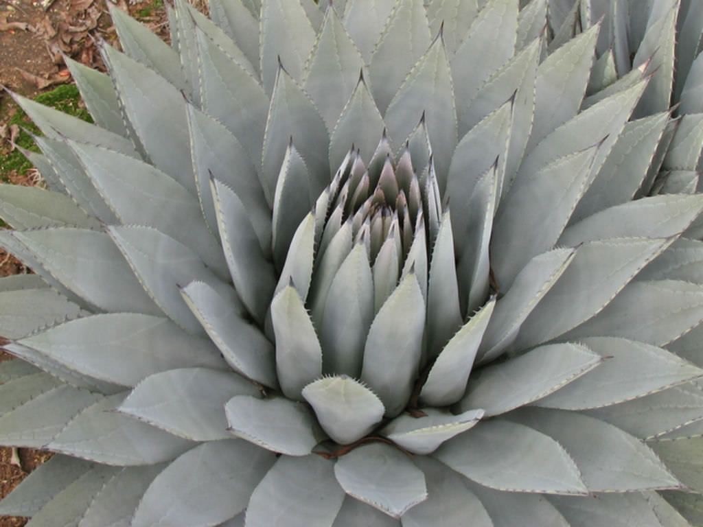 PARRY'S AGAVE (Agave parryi var. couesii) 10 seeds | eBay Australia