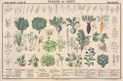 Vintage Print ''Piante da Orto'' Giordana e Salussolia, c.1860