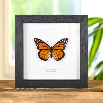 Monarch Taxidermie Schmetterlingsrahmen (Danaus Plexippus)