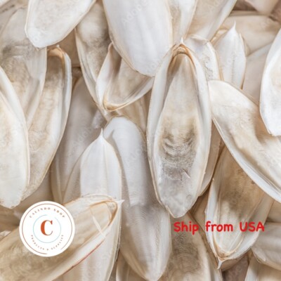 Natural Cuttlebone Cuttlefish Bone Bird Reptile Turtle Calcium Small 5''-6''