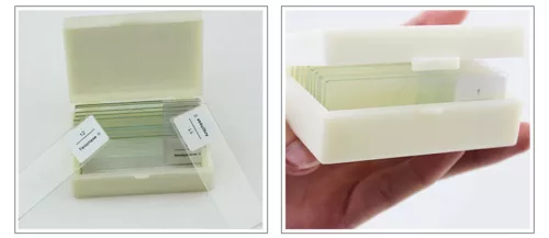 Onion Anther Meiosis Prepared Specimen Microscope Slides Cell Division Genetics - Picture 6 of 7