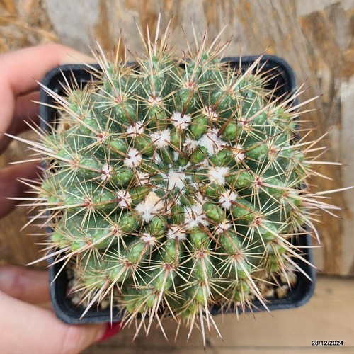 Notocactus roseoluteus vase 9 cm Cod.2812-23 - Picture 3 of 3