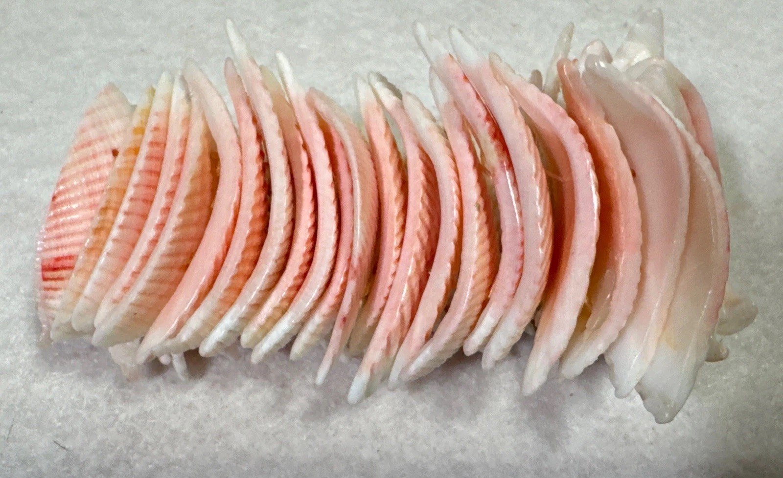 Handcrafted Sea Shell Bracelet~Adjustable Wrist B… - image 4