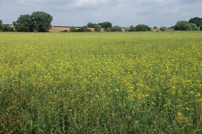 Photo A2 Oil seed rape in the Evenlode valley Cassington/SP4510 The foo c2014