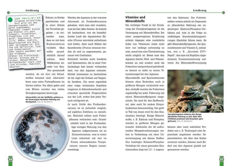 Thumbnail - Die Zwergbartagame Martin Dieckmann