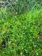 Live Moss, Live Plants, Healthy, Reptiles, Dart Frog, Vivarium 5"X5"